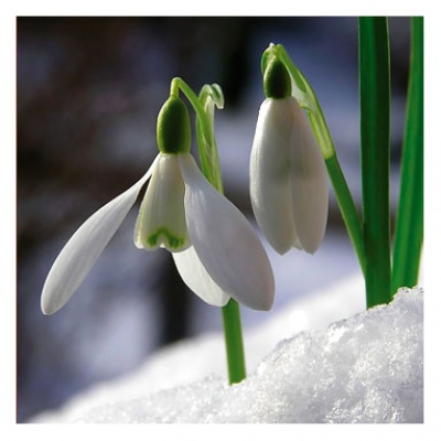 01JanuaryFlower-Snowdrop